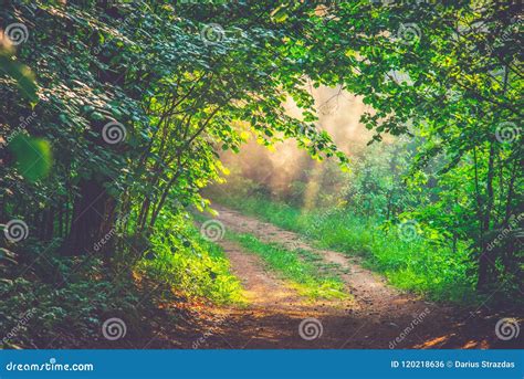 Misty Landscape In Forest Dawn Stock Photo Image Of Park Summer