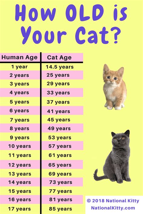 Cat years are not the same as human years and cats age quickly when young and more slowly later. How Old Is My Cat In Cat Years? - National Kitty