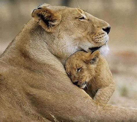 Famous Photos A Lioness Hugging Her Lion Cub