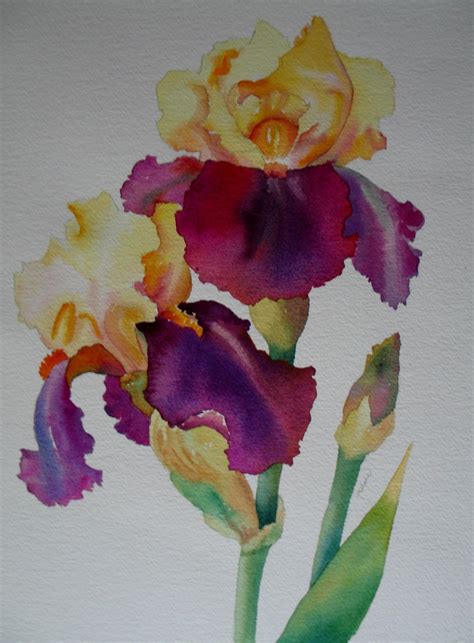 Nels Everyday Painting 2 Toned Iris Watercolor Iris Painting