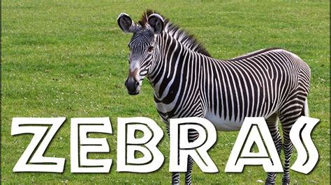 Zebras For Kids Learn All About Zebras Freeschool Youtube