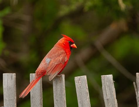 If You See A Cardinal Heres What It Means Birds And Blooms