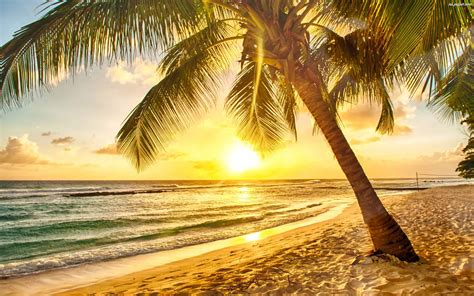 Plaża Palmy Morze Słońce