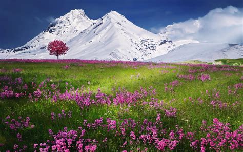 Field Of Flowers In Front Of Snowy Mountains Alps Hd Wallpaper