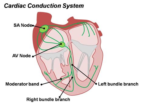Cardiac Conduction Diagram Quizlet