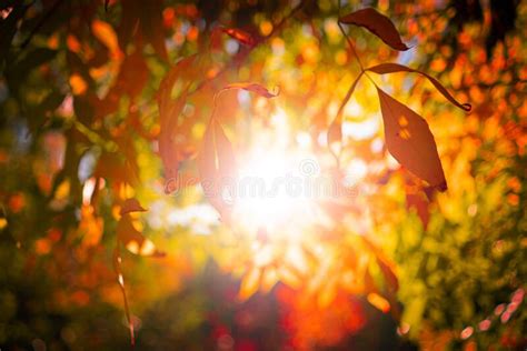 A Gorgeous Sunbeam Through The Autumn Tree Leaves Branches In The