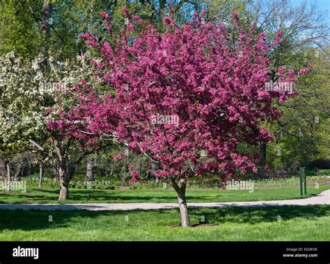 Flowering Crabapple Tree Malus Barbara Ann Stock Photo Alamy