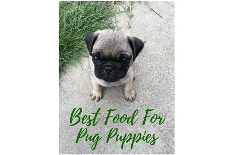 Best Food For Pug Dog Best Food For Pug Puppies Tasty Healthy Choices