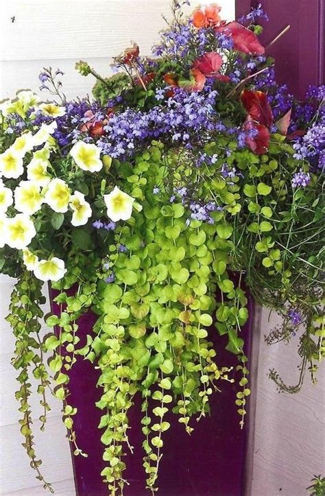 Container Garden Ideas Creeping Jenny Is A Great Container Choice And