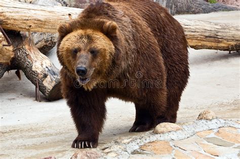 Brown Bear Stock Photo Image Of Mammal Wildlife Large 5578326