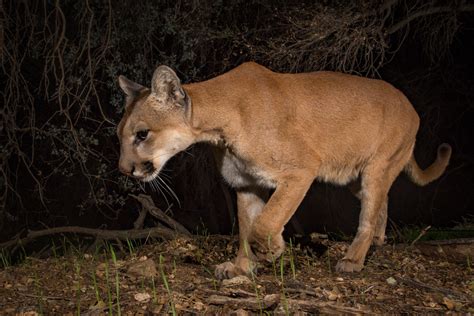Eastern Cougars Removed From Endangered Species List Mountain Lion