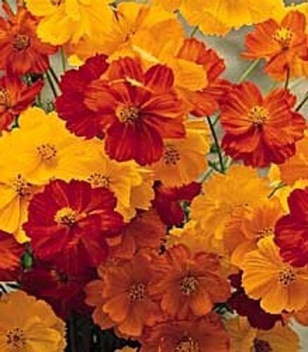 35 Cosmos Bright Lights Flower Seeds Mix Lasting Annual Drought