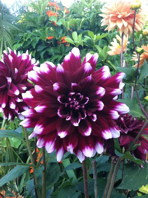 Dahlia Plant Some Youll Be Glad You Did Planting Dahlias Plants