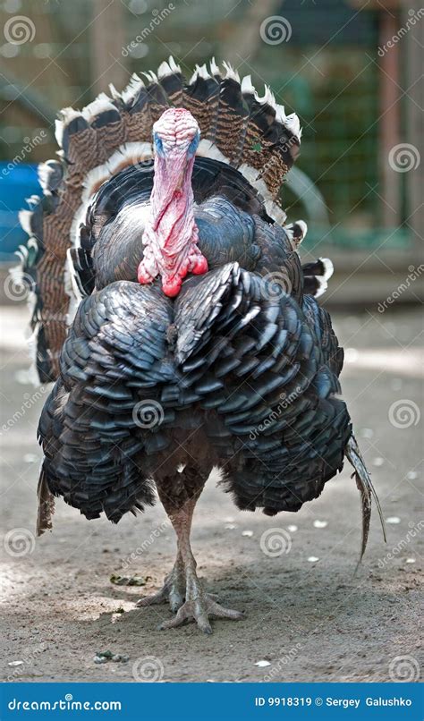 Turkey Cock Royalty Free Stock Images Image 9918319