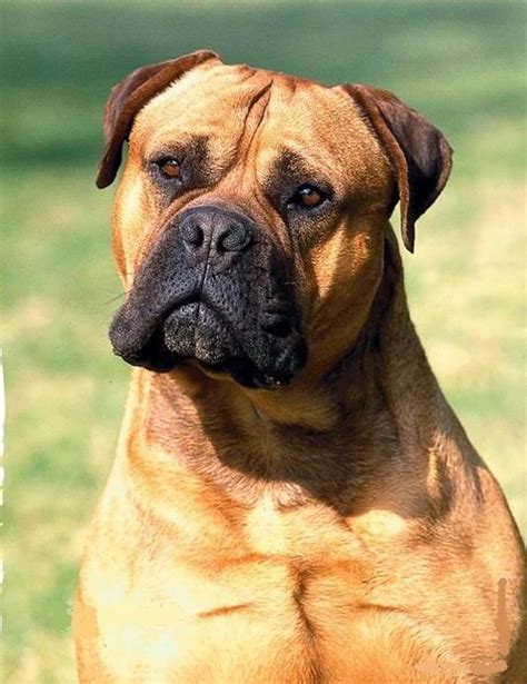 Más De 25 Ideas Increíbles Sobre Bullmastiff En Pinterest Perros Bull