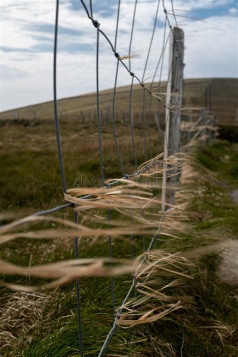 Strands Of Dry Grass And Straw Caught On A Wire Fence Blowing In Strong