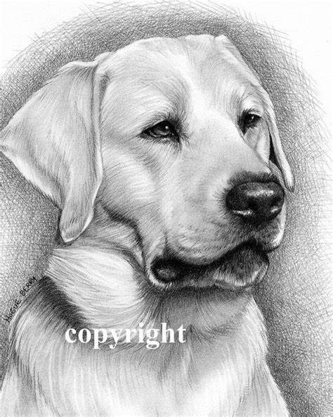 Yellow Labrador Retriever Portrait Pencil Drawing Dog Paintings Dog