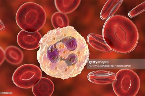 Neutrophil White Blood Cell Illustration High Res Vector Graphic