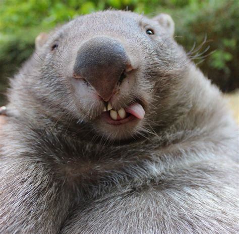 Pin By Abbie Ford On Animals Cute Wombat Cute Animal Drawings