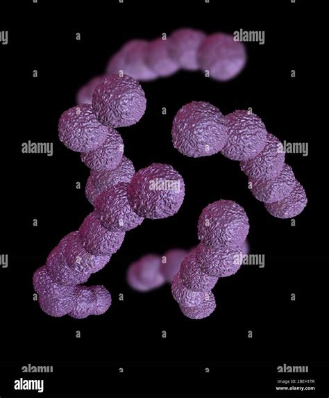 Streptococcus Bacteria Fotografías E Imágenes De Alta Resolución Alamy