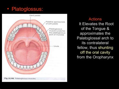 Tongue And Palate