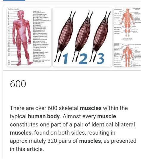 How Many Muscles Present In Human Body Edurev Neet Question