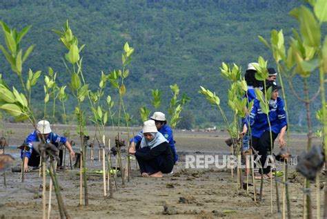 Penanaman Bibit Mangrove Di Pesisir Aceh Besar Republika Online