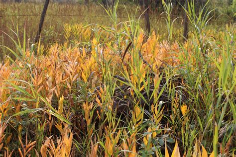Autumn Prairie Grass Yellow Leaves Free Stock Photo Public Domain