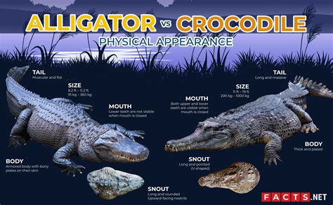 Whats The Difference Between An Alligator And A Crocodile