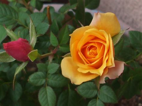 Pin By Rug Renaissance On Fiori E Piante Flowers Rose Plants