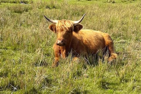 4 Highland Cross Breeding Heifers Sellmylivestock The Online