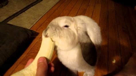 Bunny Eating Banana Youtube