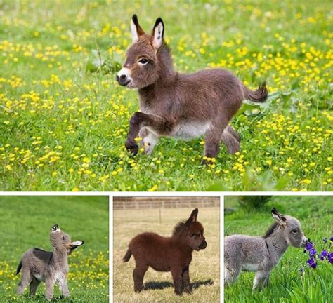 Dwarf Donkey Niedliche Tierbabys Babytiere Süße Tiere