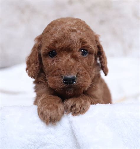 Why golden point puppies goldendoodles? Pin by Brittney Owens on puppies in 2020 | Mini ...