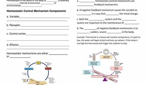 homeostasis and feedback worksheet