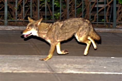 Another Coyote Sighting In Nyc