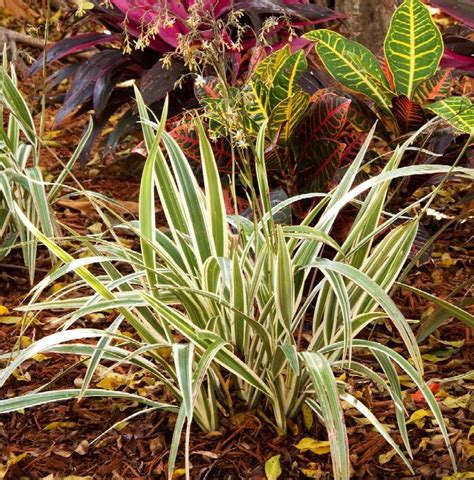 Variegated Flax Lily