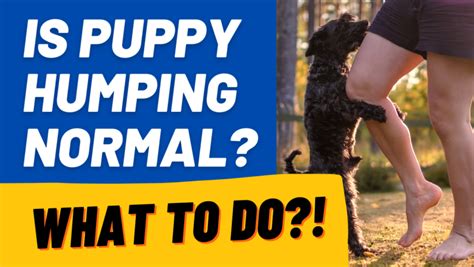 Puppy Humping Is It Normal And What To Do Houndgames