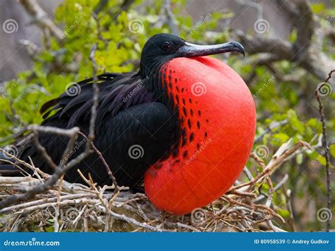 Portrait Of Red Bellied Frigate The Galapagos Islands Birds Ecuador