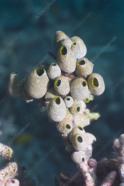 Sea squirts - Stock Image - C006/4297 - Science Photo Library