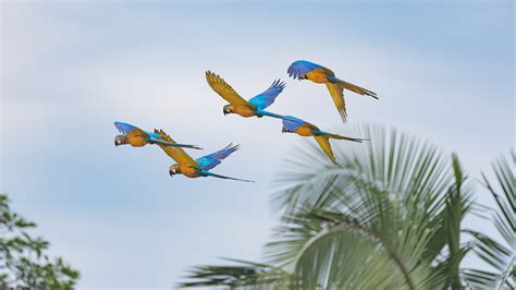 The Macaws Gregory Vallee Photography