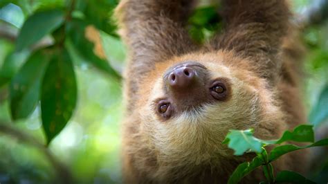 59 Cute Sloth Wallpapers On Wallpaperplay