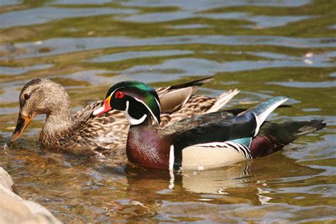 Pictures And Information On Wood Duck