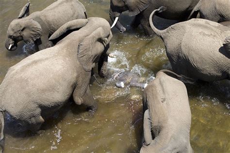 When It Comes To Elephant Water Births It Really Does Take A Herd