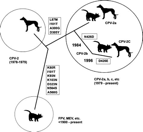 The Emergence Of Parvoviruses Of Carnivores Veterinary Research A