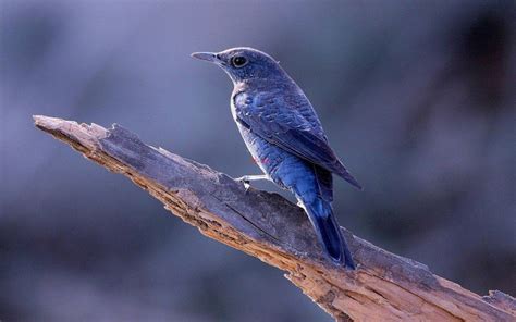 Blue Bird On Tree Bird Wallpaper Blue Bird Bird