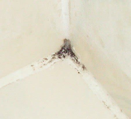 How to identify black mold. Mold and Mildew Removal with H2O2