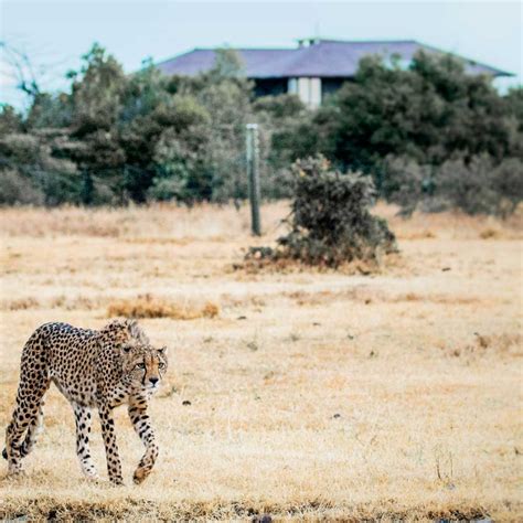 Luxury Accommodation In Nanyuki Mount Kenya Wildlife Estate