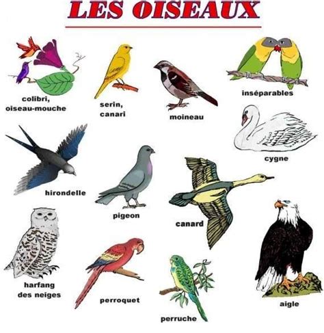 Les Oiseaux Learn French How To Speak French French Vocabulary