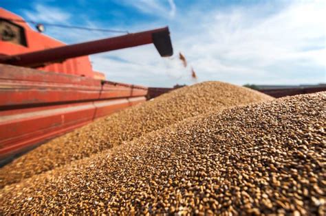 Russia Harvests High Protein Wheat 2021 08 20 World Grain